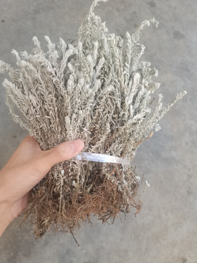 鹿茸草干货六月霜白毛鹿茸草纯净无杂草晒干发货