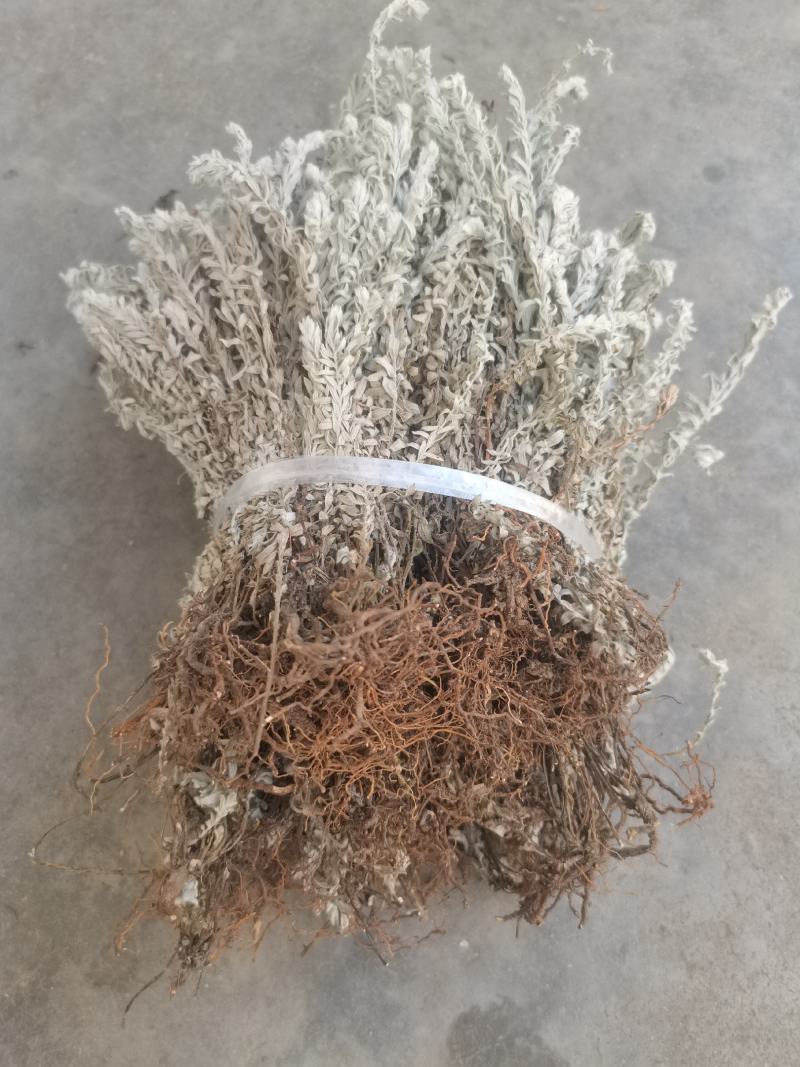 鹿茸草干货六月霜白毛鹿茸草纯净无杂草晒干发货
