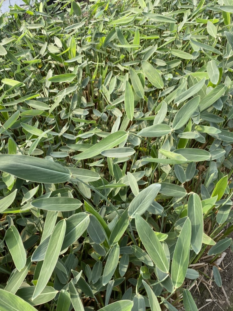 【精品推荐】浙江杭州再生花，水生植物，常年供应