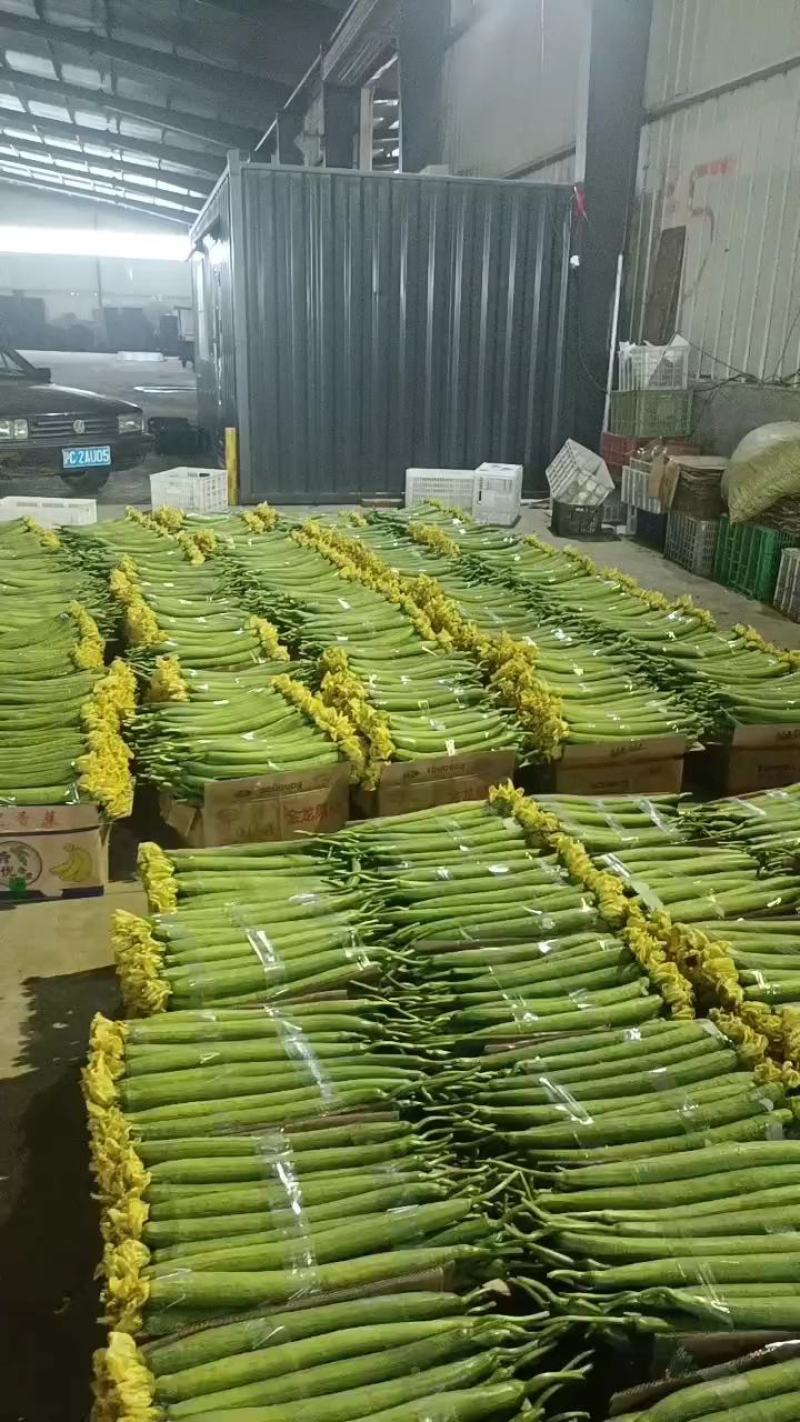 江苏连云港，东海县丝瓜，鲜花丝瓜大量现货，可电商