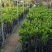 正宗菠萝蜜多年苗接嫁南方品种植盆栽菠萝蜜树苗大量批发