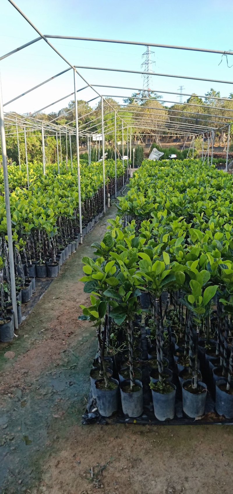 正宗菠萝蜜多年苗接嫁南方品种植盆栽菠萝蜜树苗大量批发