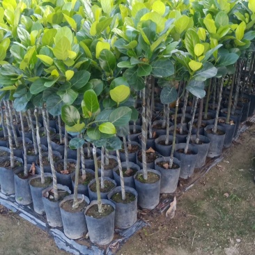 正宗菠萝蜜多年苗接嫁南方品种植盆栽菠萝蜜树苗大量批发