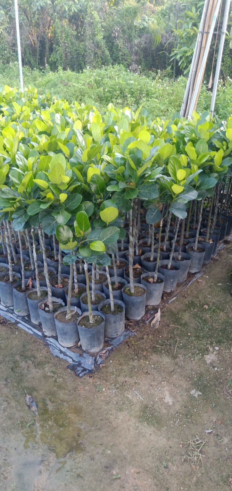 正宗菠萝蜜多年苗接嫁南方品种植盆栽菠萝蜜树苗大量批发