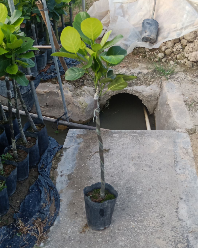 正宗菠萝蜜多年苗接嫁南方品种植盆栽菠萝蜜树苗大量批发