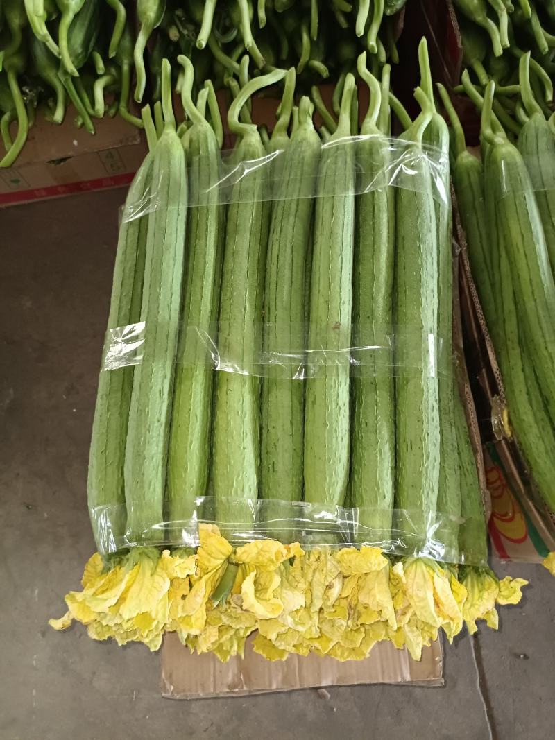 江苏连云港，东海县丝瓜，鲜花丝瓜大量现货，可电商
