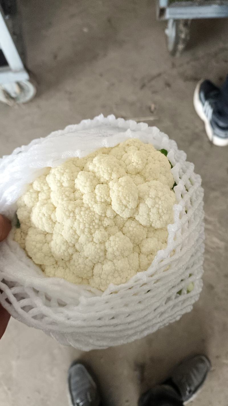 白花产地大量供应，适合全国各地市场，有加工厂要货的随联系