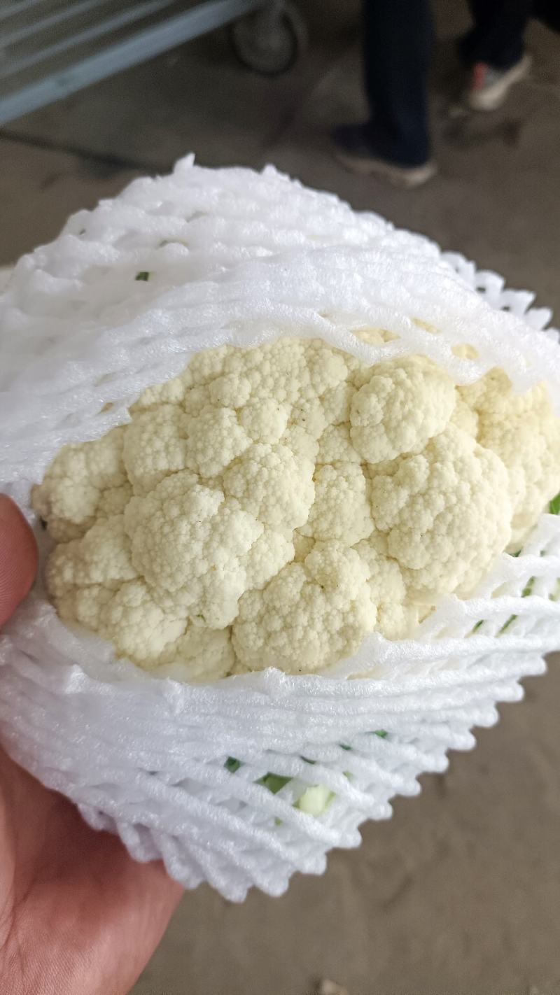 白花产地大量供应，适合全国各地市场，有加工厂要货的随联系