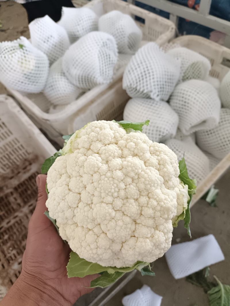 白花产地大量供应，适合全国各地市场，有加工厂要货的随联系