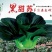 黑甜苏杂交苏州青种子