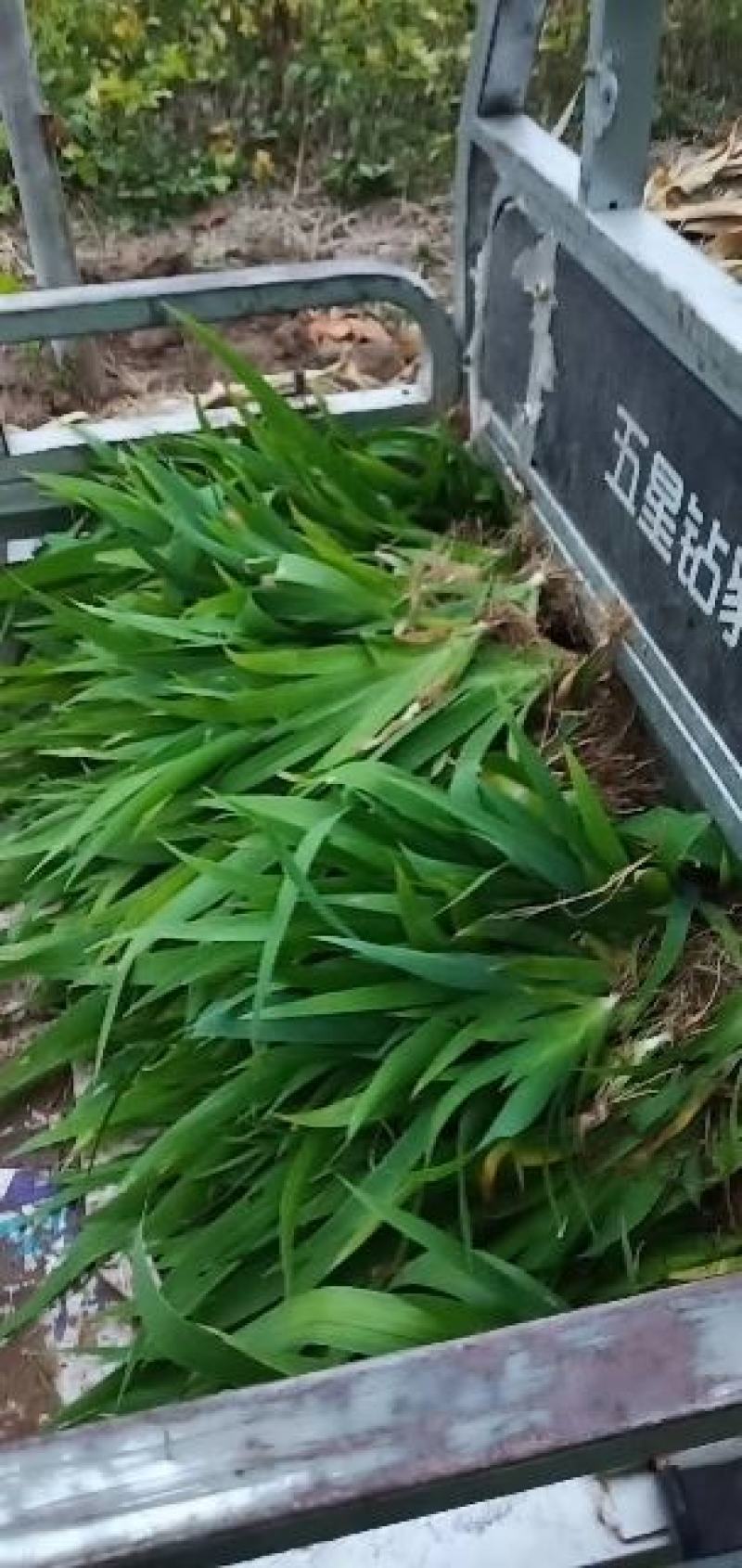鸢尾，鸢尾花，扁竹，兰花鸢尾，德国鸢尾，蝴蝶花，鸢尾产地