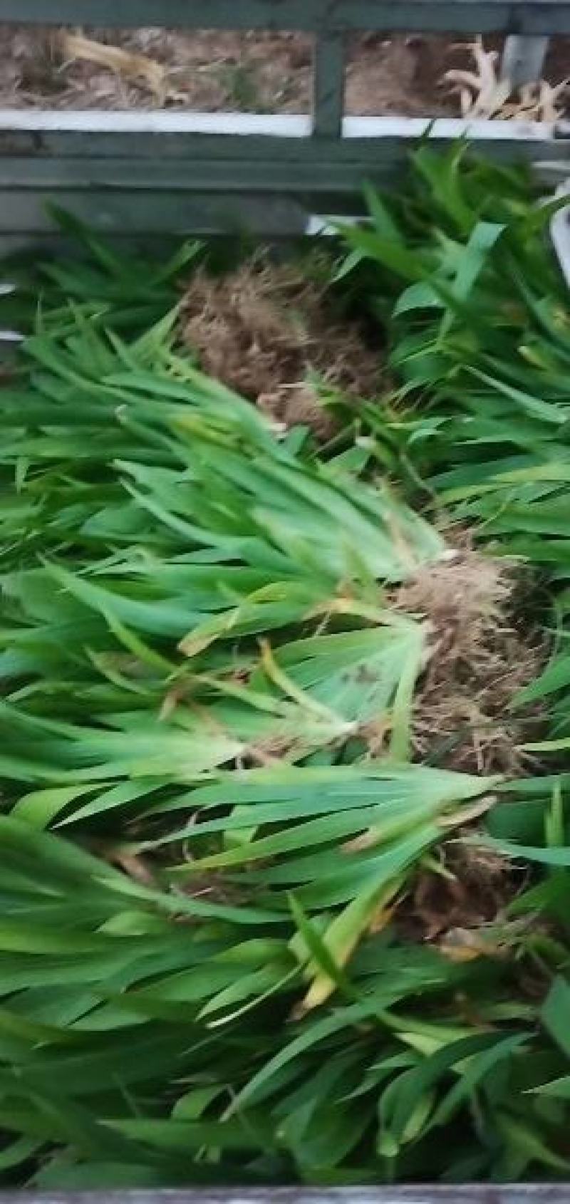 鸢尾，鸢尾花，扁竹，兰花鸢尾，德国鸢尾，蝴蝶花，鸢尾产地