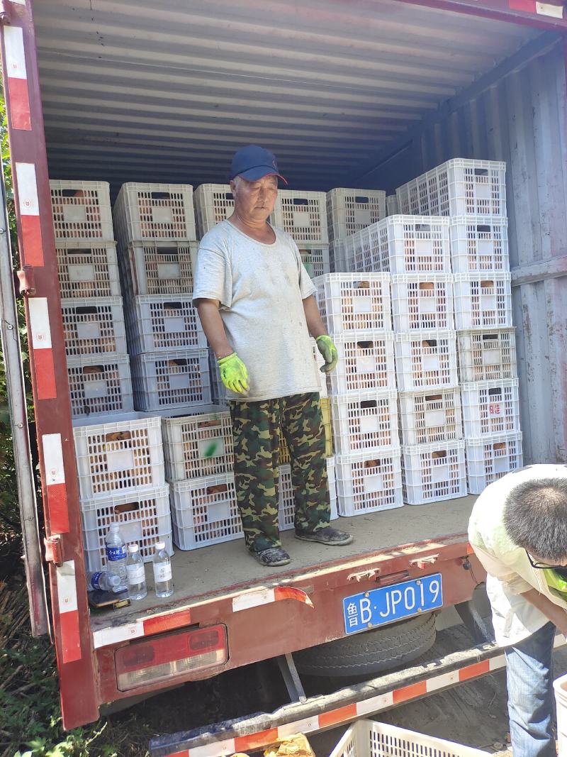 秋月梨大量上市喜欢的看过来，现在基本以入冷。冷库13糖