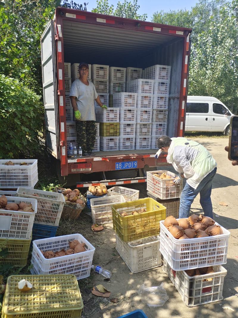 秋月梨大量上市喜欢的看过来，现在基本以入冷。冷库13糖
