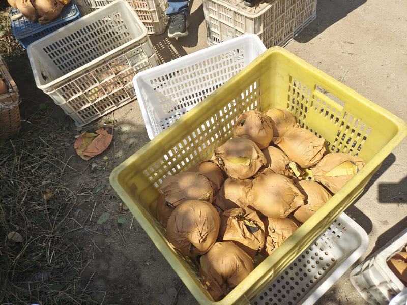 秋月梨大量上市喜欢的看过来，现在基本以入冷。冷库13糖