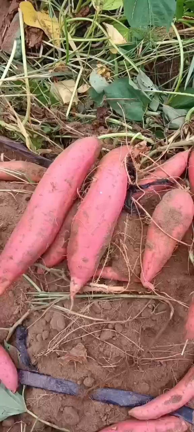 推荐河北邯郸纯沙土地西瓜红，整车发货保证质量