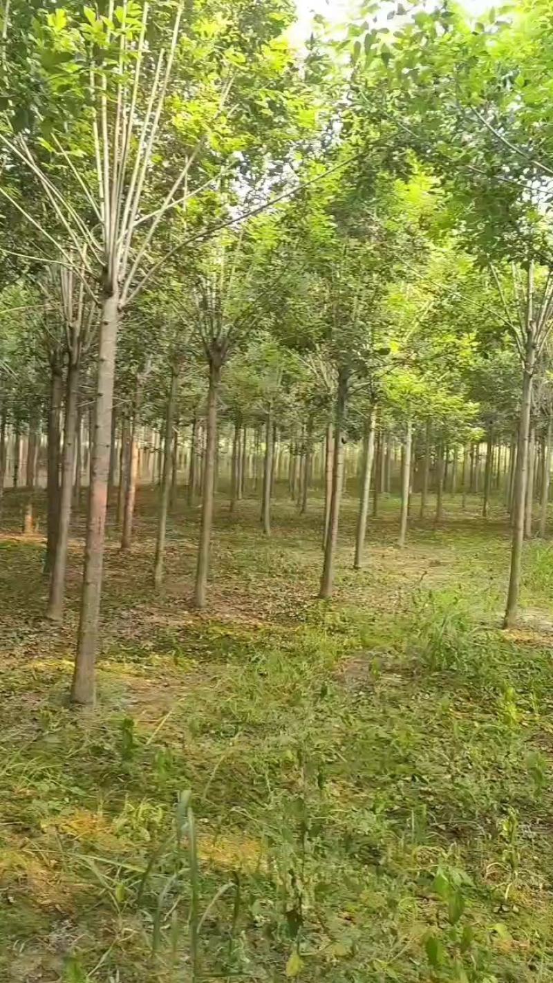 白蜡树，白蜡，价格低，量大一手货源，白蜡基地直供，成活好
