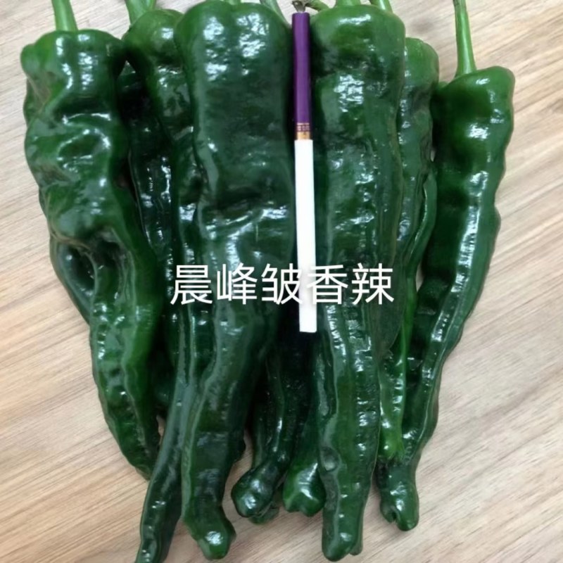 晨峰大黑优皮薄香辣味浓坐果能力强品质保证厂家发货