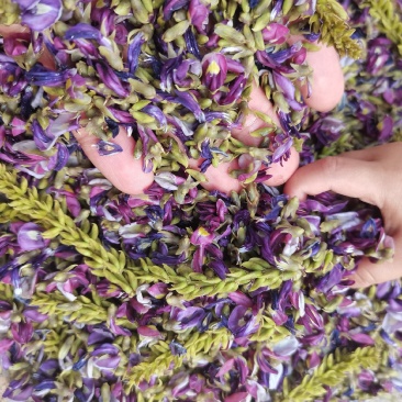 野生小葛花/葛花/小葛花/产地葛花大量上货/产地直发