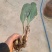 野生毛茨菇种苗纯野生种苗产地发货质量保证包成活现货现货