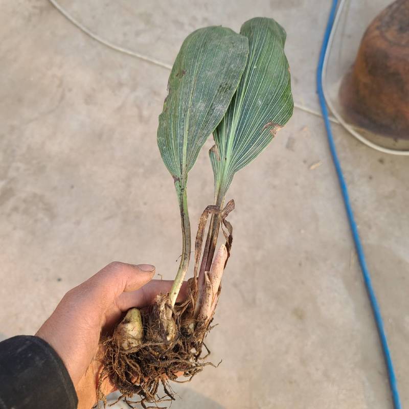 野生毛茨菇种苗纯野生种苗产地发货质量保证包成活现货现货