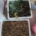 野生毛茨菇种苗纯野生种苗产地发货质量保证包成活现货现货