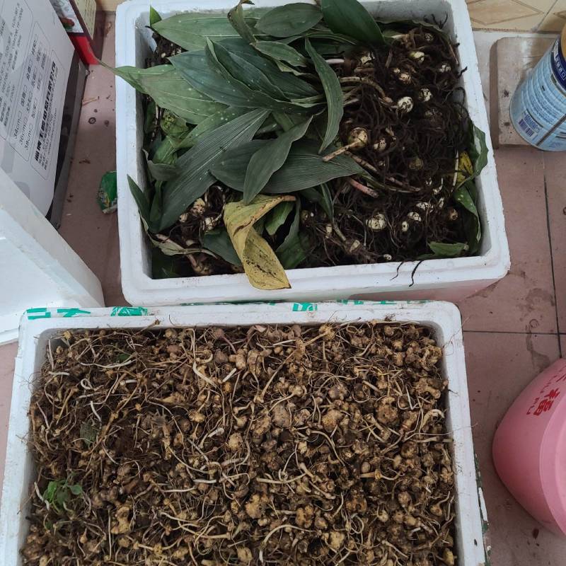 野生毛茨菇种苗纯野生种苗产地发货质量保证包成活现货现货