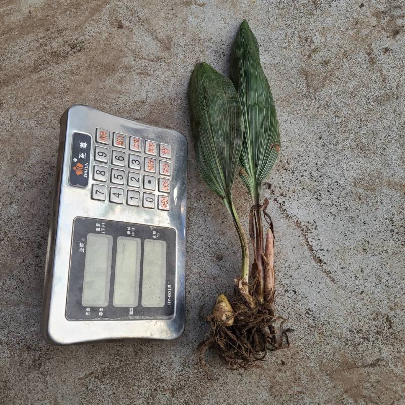 野生毛茨菇种苗纯野生种苗产地发货质量保证包成活现货现货