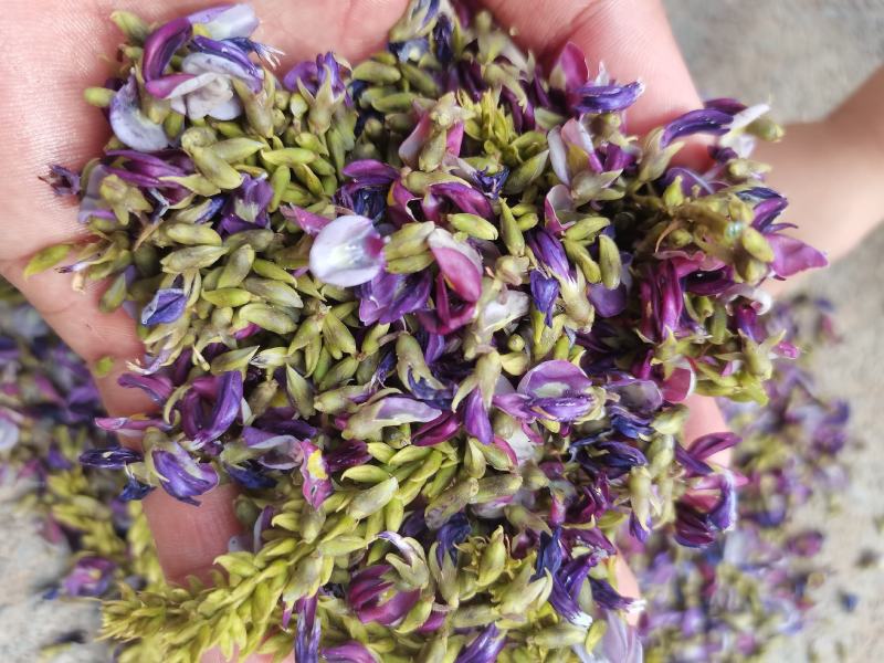 野生小葛花/葛花/小葛花/产地葛花大量上货/产地直发
