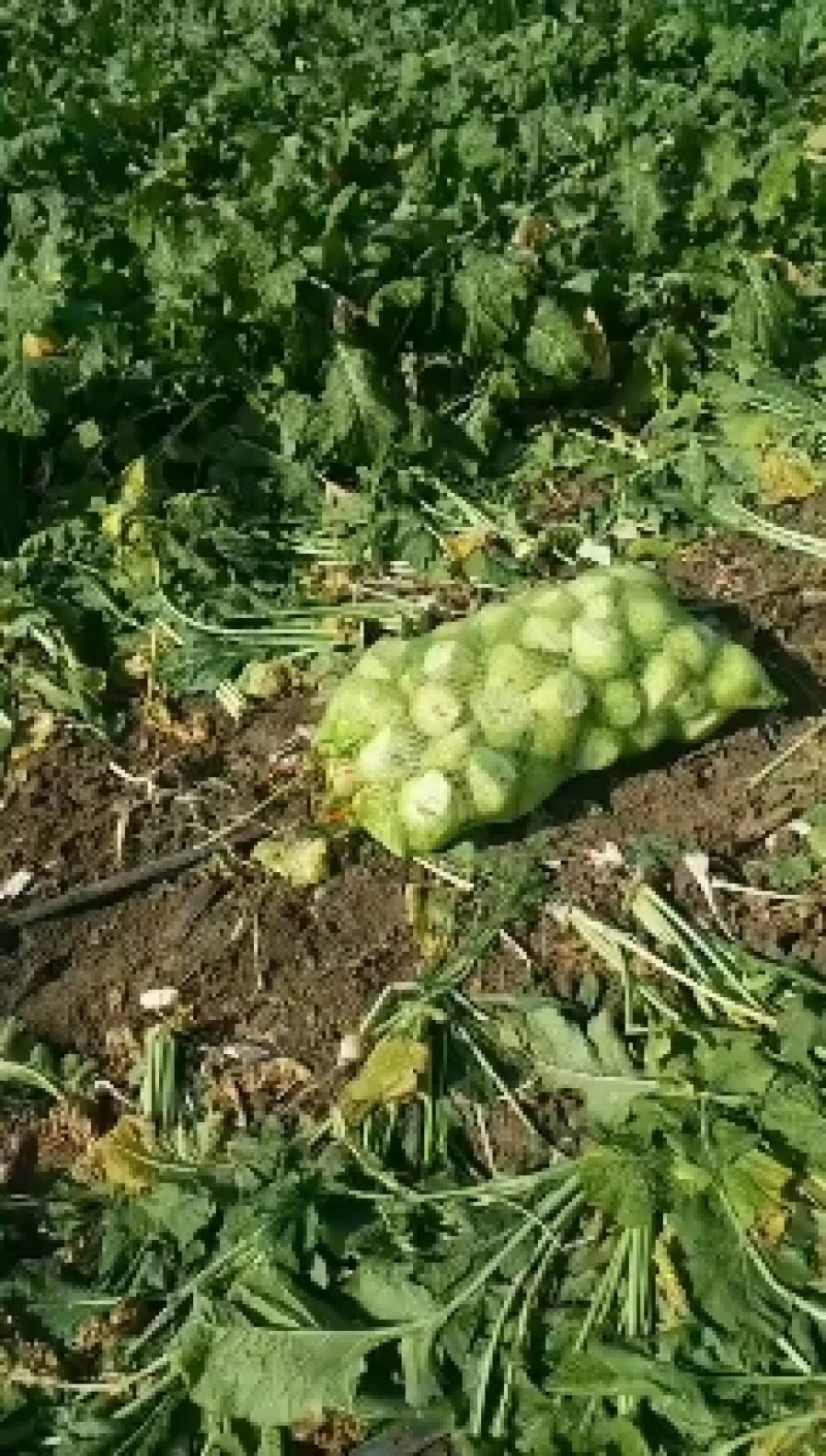 【产地】凌海芥菜大量上市中可视频看货价格美丽