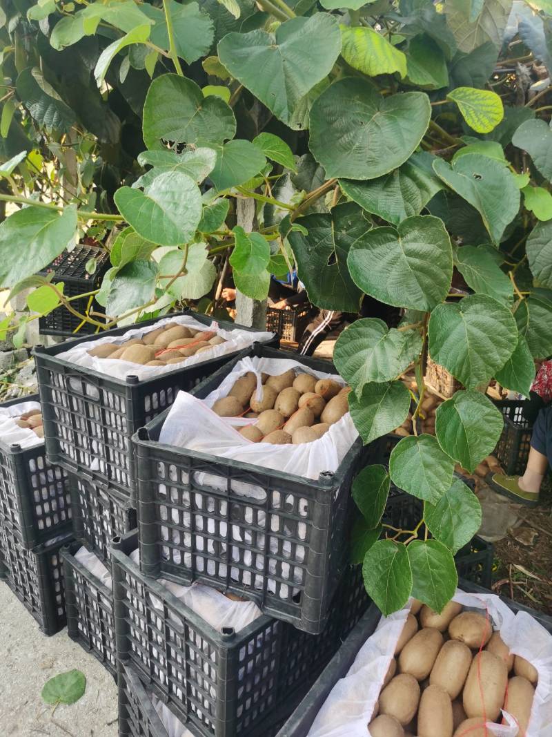 湘西土家绿心猕猴桃大量上市中