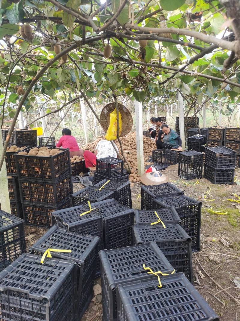 湘西土家绿心猕猴桃大量上市中