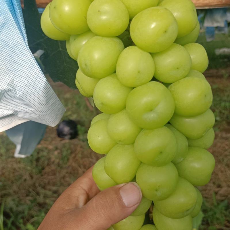 阳光玫瑰葡萄待嫁