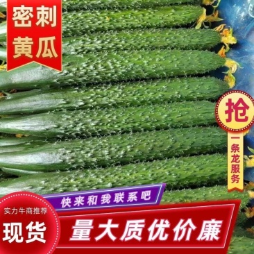 精品密刺黄瓜，电商，多多，美团超市，优质供应商