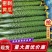 精品密刺黄瓜，电商，多多，美团超市，优质供应商