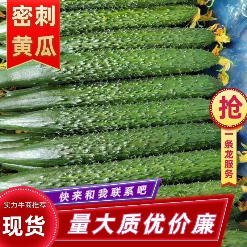 精品密刺黄瓜，电商，多多，美团超市，优质供应商