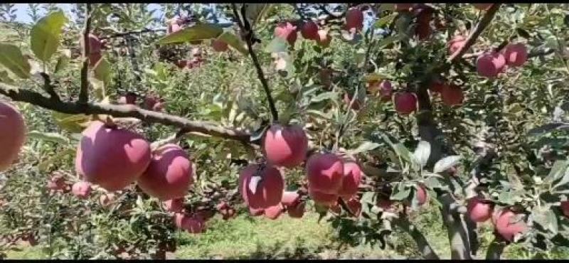 甘肃省天水市麦积区花牛苹果代收代办