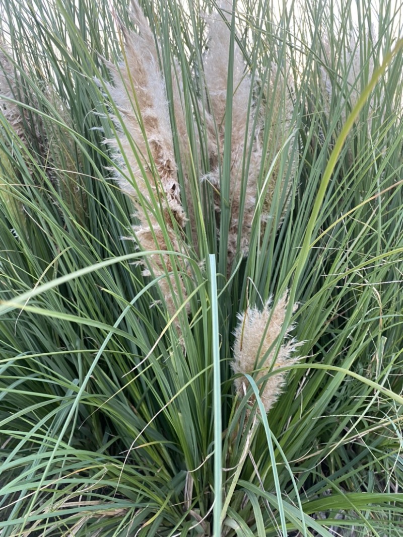 观赏植物：常绿蒲苇矮蒲苇