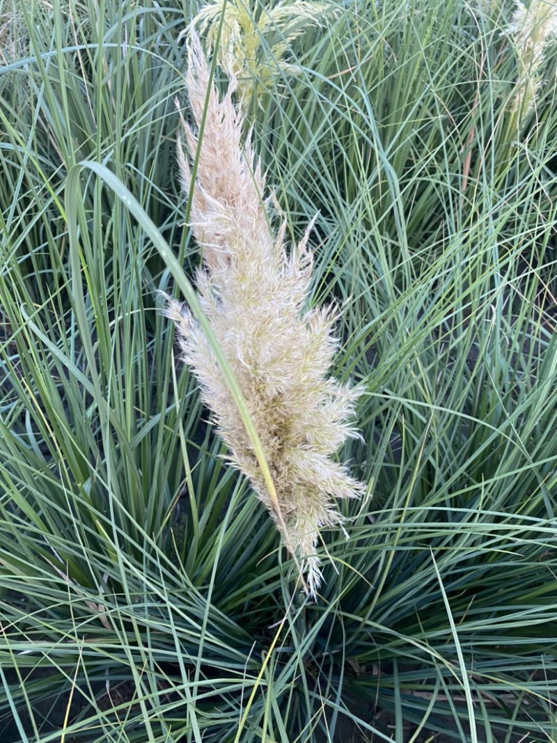 观赏植物：常绿蒲苇矮蒲苇