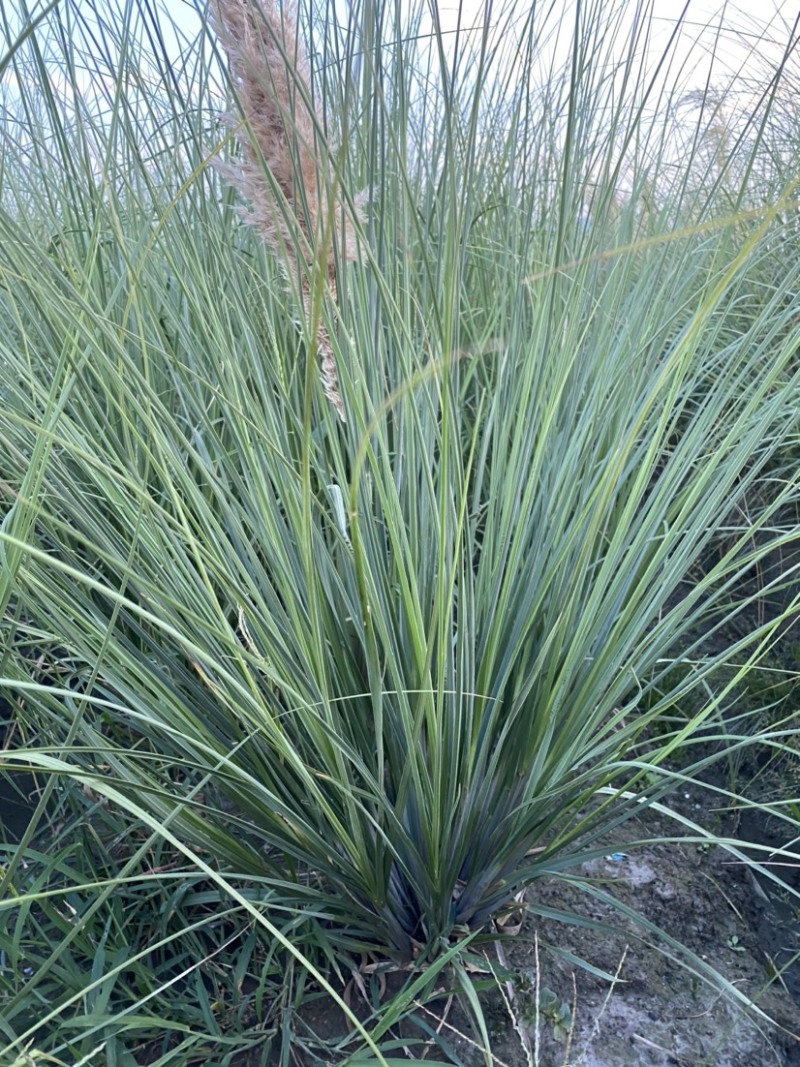 观赏植物：常绿蒲苇矮蒲苇