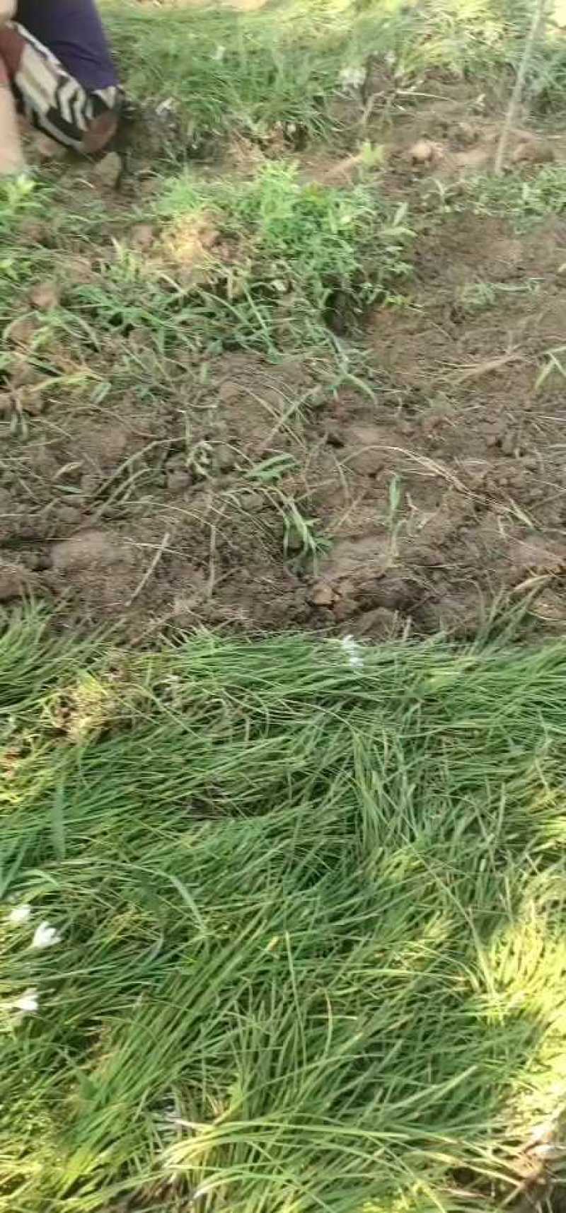 四季常青绿化兰花苗葱兰风雨耐寒室内室外盆景