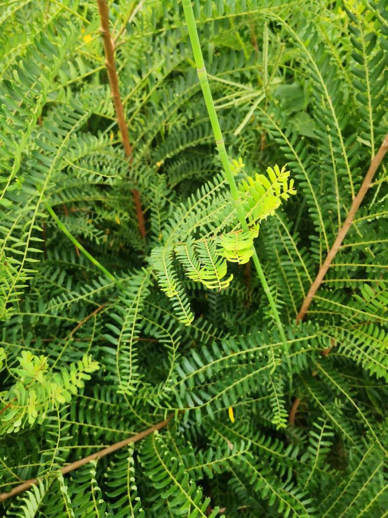余甘果滇橄榄一手货源没有中间商想种植余甘果橄榄苗