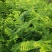 余甘果滇橄榄一手货源没有中间商想种植余甘果橄榄苗