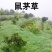 鼠茅草种子果园树林绿肥鼠茅草草籽秋季播种