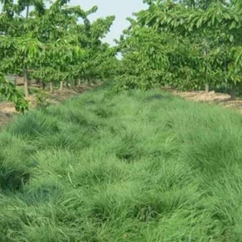 鼠茅草种子果园树林绿肥鼠茅草草籽秋季播种