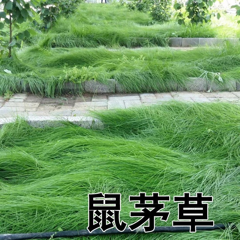 鼠茅草种子果园树林绿肥鼠茅草草籽秋季播种