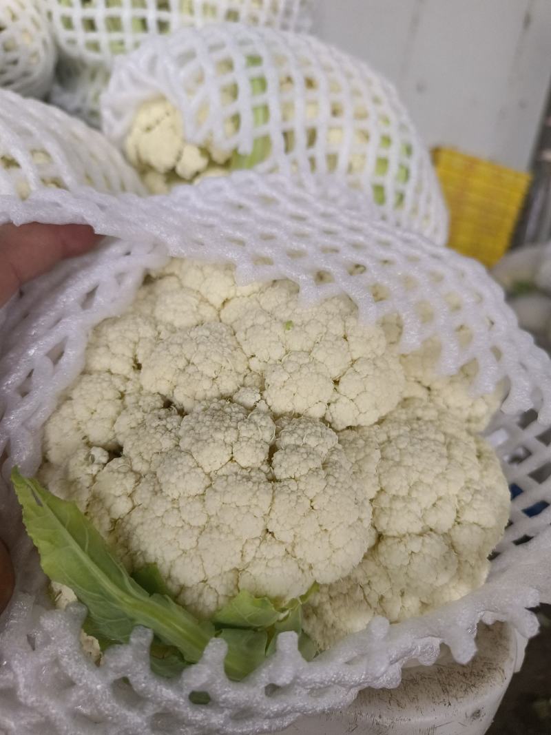 松花菜