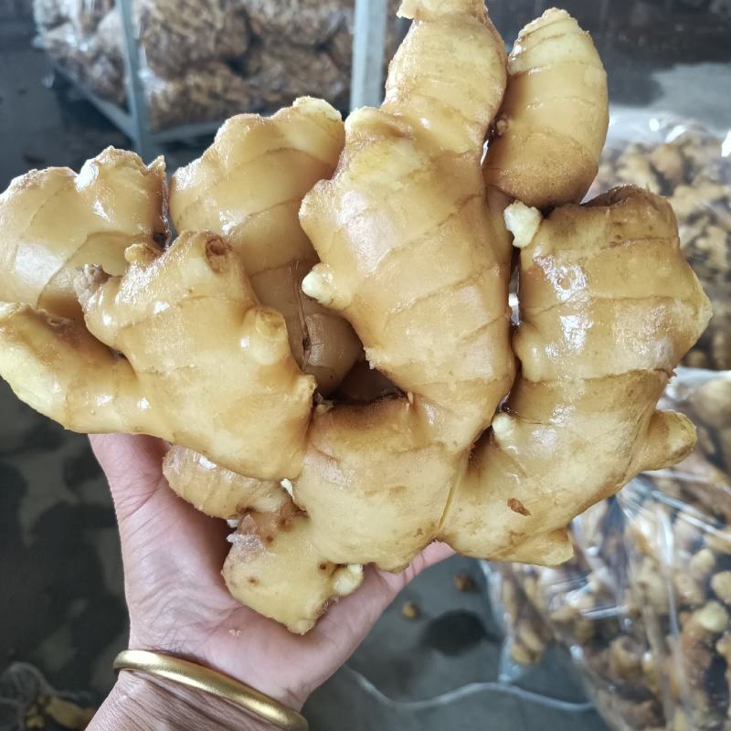 山东优质生姜主产地，大小黄姜，质量保证，坏烂包赔全国发货