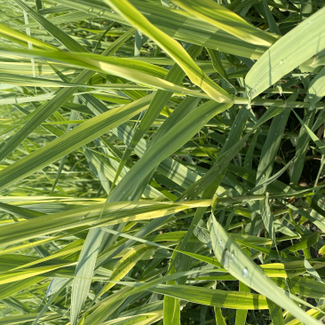 花叶芦竹观赏植物：挺水植物基地自产自销，诚信合作！