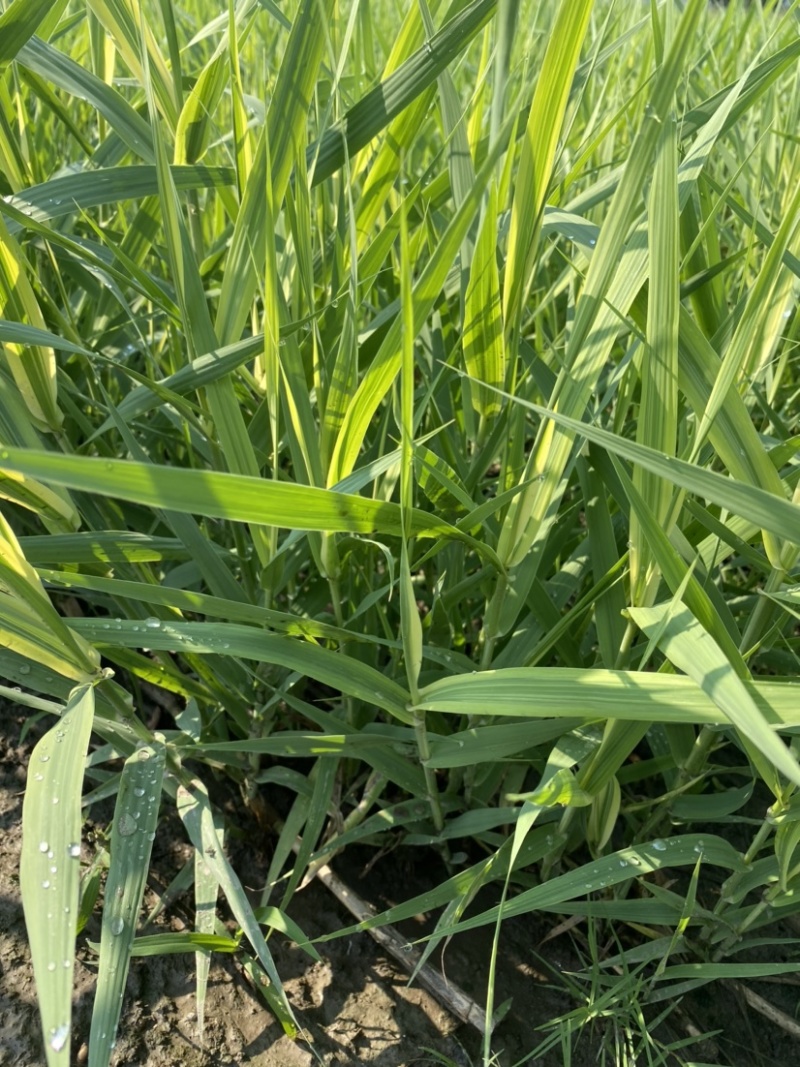 花叶芦竹观赏植物：挺水植物基地自产自销，诚信合作！